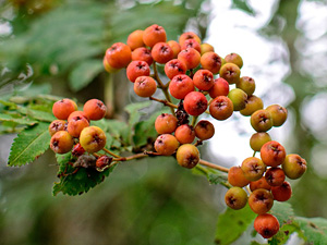Występowanie lat nasiennych u jarzębiny (Sorbus aucuparia): to się opłaca! – nowa publikacja