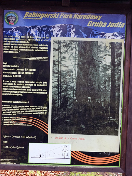 A board with a poster containing text information and a black and white photo of a large tree trunk and people surrounding it