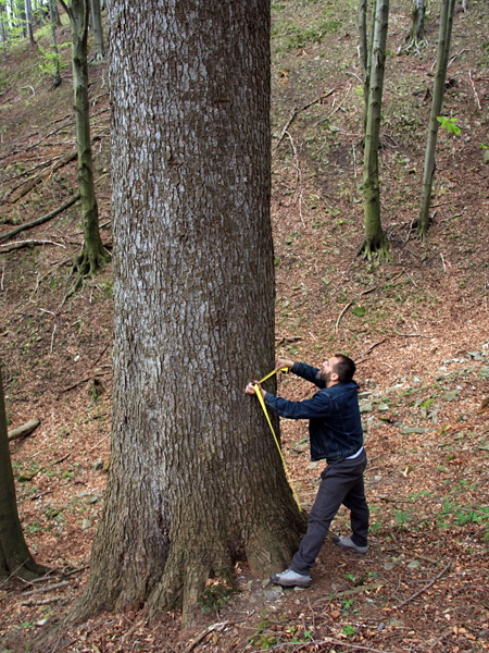 A man stands by the trunk of a huge tree and holds a yellow measuring tape against it
