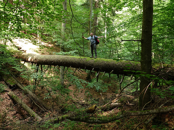 A fallen tree trunk hangs over a forest ravine filled with dead wood. A man stands in the middle of the trunk