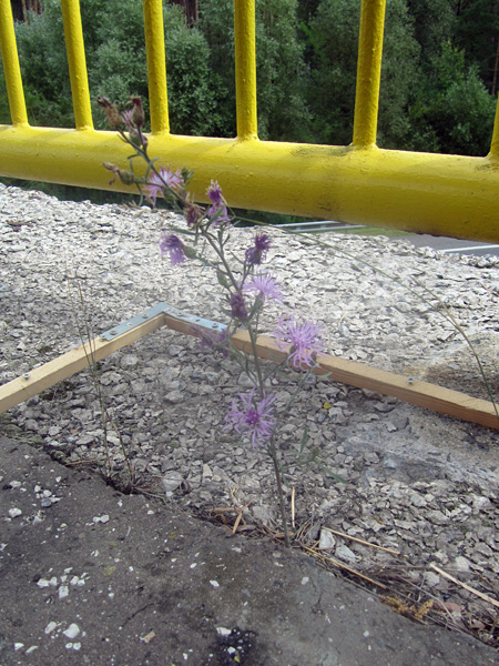 A frail plant with pink, fringed inflorescences growing from a crack in the concrete near a yellow bridge railing